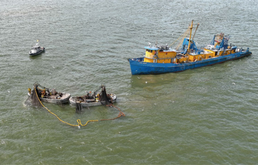 NOAA researchers are working on a methodology for learning about potential sea turtle interactions with purse seines in the Gulf of Mexico.