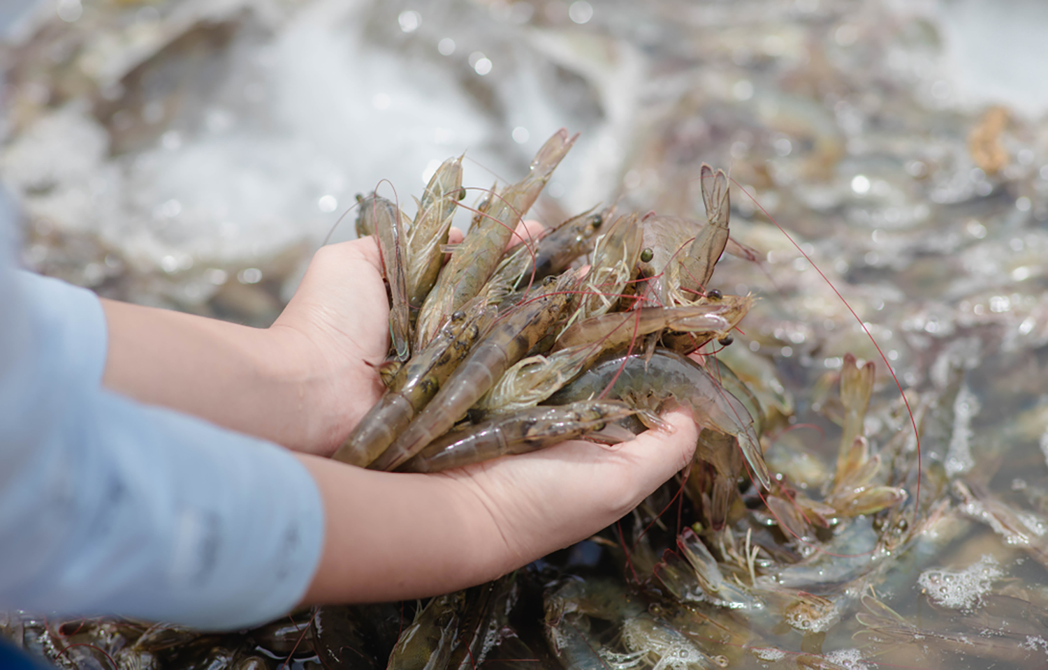 A person with a handful of Pacific white shrimp