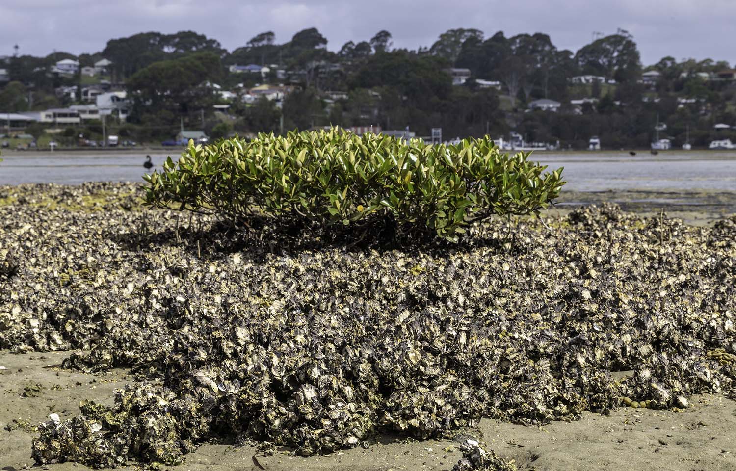 Sydney rock oysters