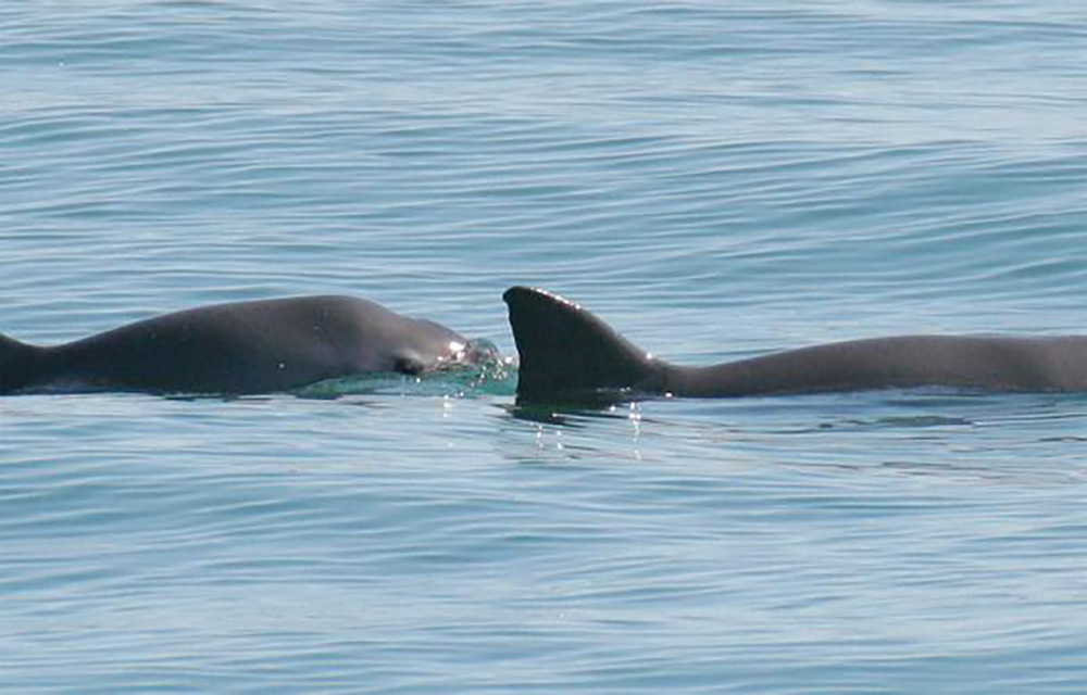 The upper Gulf of California is home to the vaquita, an extremely rare porpoise