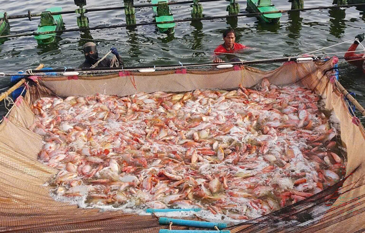Tilapia rounded up into a net