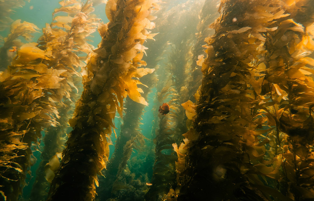A kelp forest underwater
