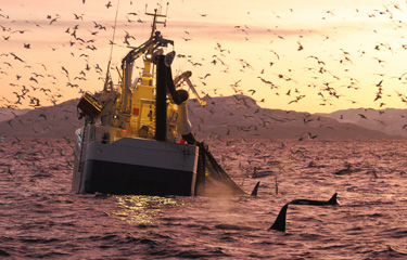 The formation of pre-competitive collaborations to engage RFMOs present unique opportunity for the market and other industry members to be heard on the importance of protecting the health of the oceans, according to Sea Pact Executive Director Sam Gri