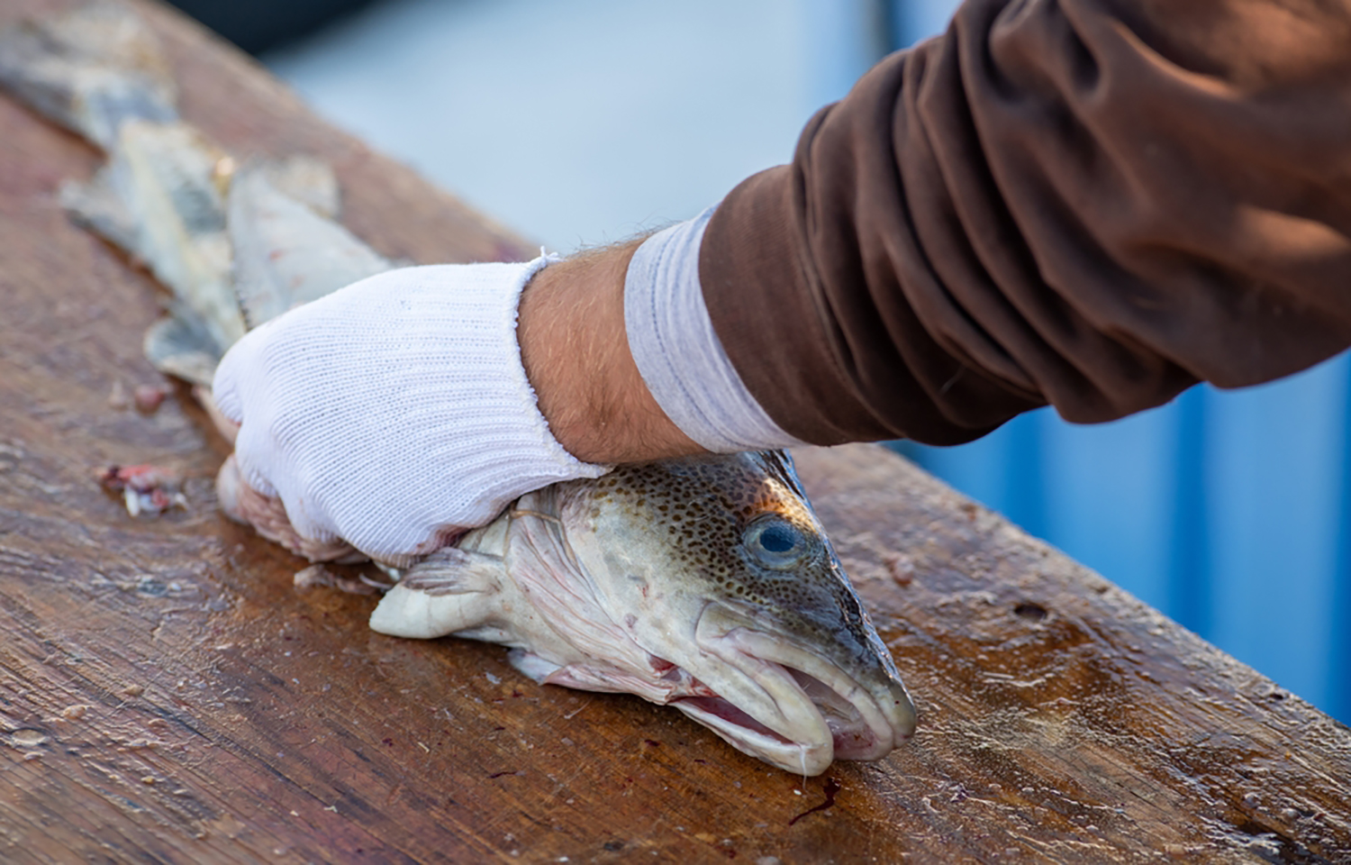 Canada releases plans to rebuild depleted fisheries nationwide