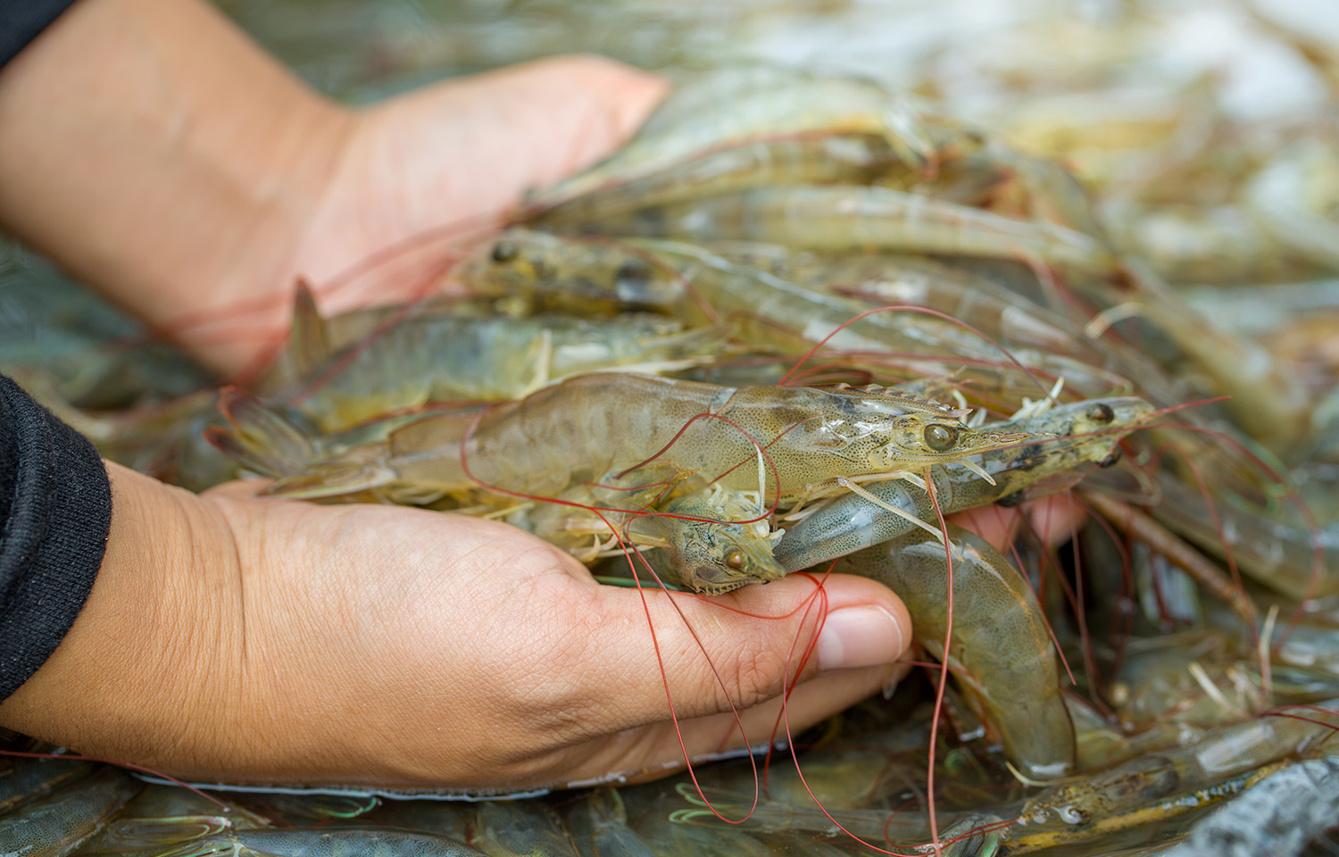 A person holding a handful of fresh shrimp