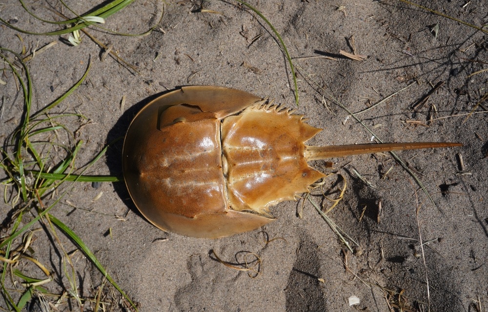 New York governor signs bill to phase out horseshoe crab harvesting