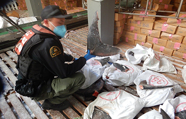An inspector showcasing shark fins found during operations to uncover illegal fishing
