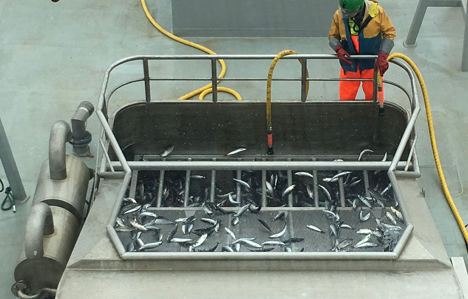 ICES boosts North Sea herring catch advice; Norwegian fishing group pushes against proposed area closures