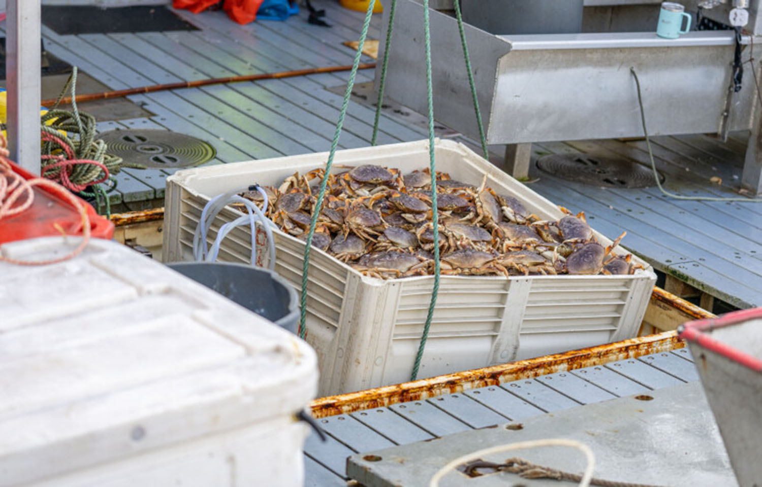 California Dungeness crab fishermen strike for better prices as season  opens