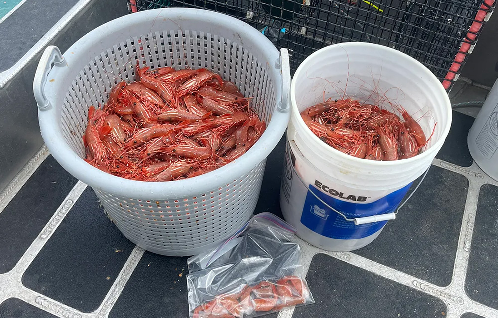 Harvested shrimp in a bucket