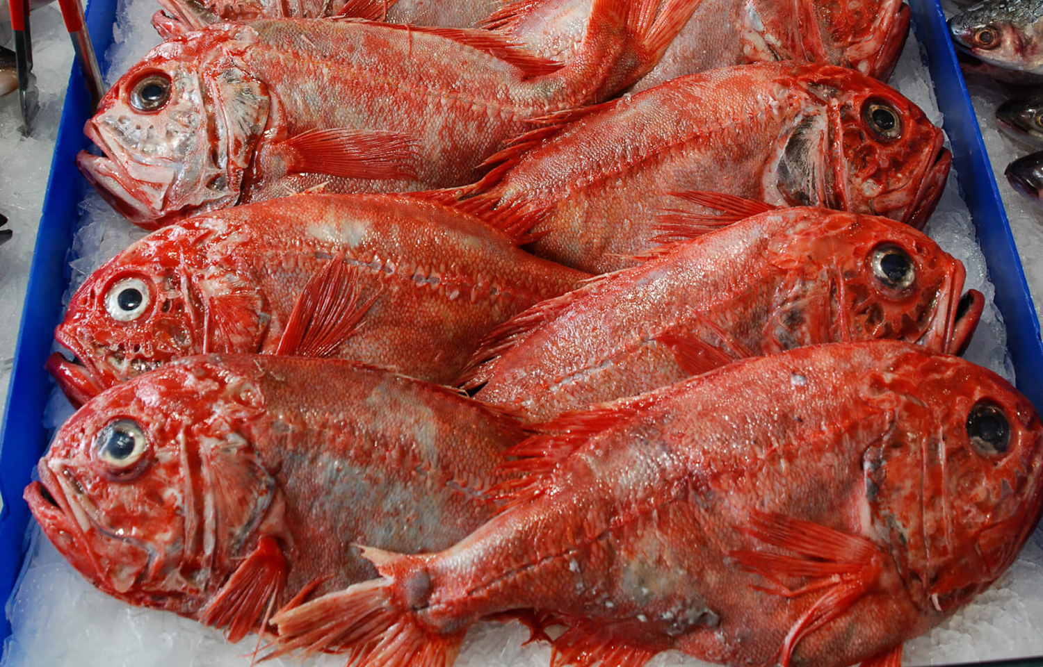 Orange roughy on ice