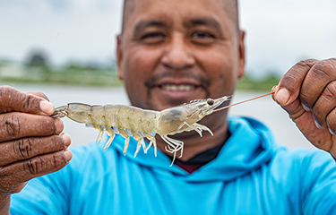 A man in Ecuador holds up a vannamei shrimp.