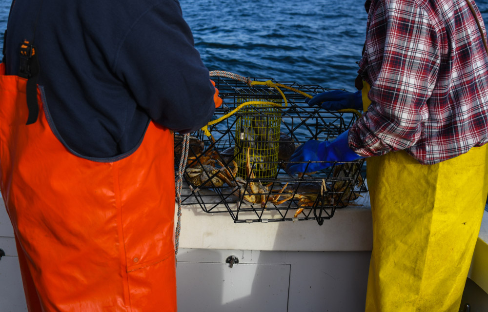 Dungeness crab
