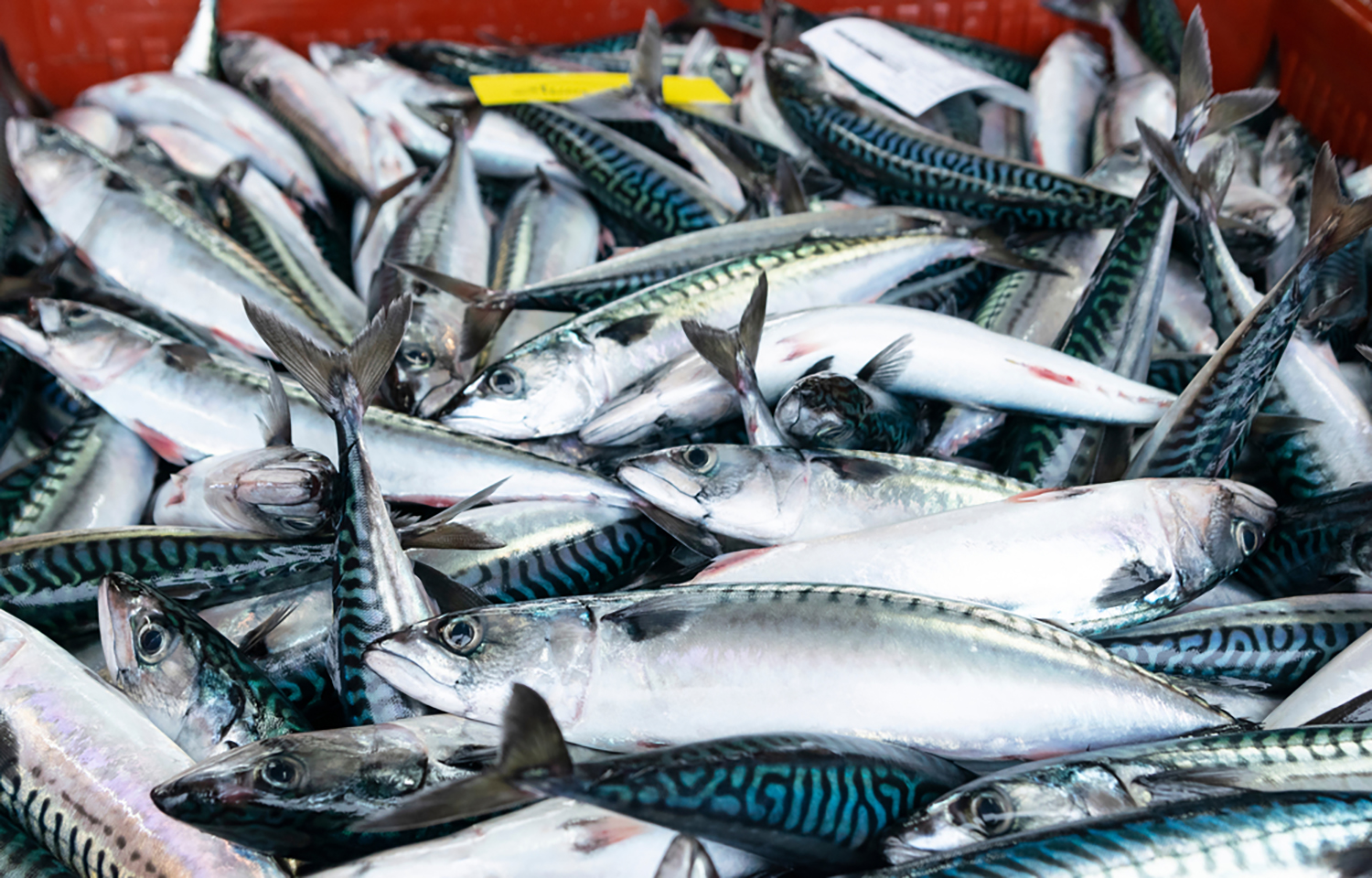 Four Northeast Atlantic coastal parties agree on 2026 mackerel quotas, shares; EU left out again