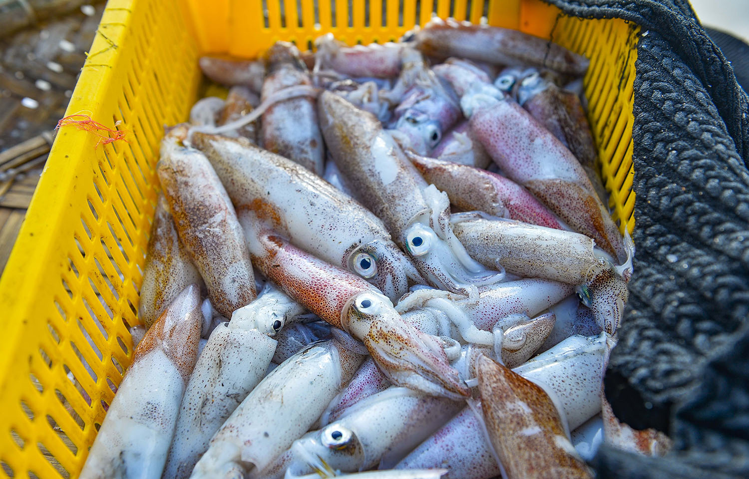 Argentine shortfin squid
