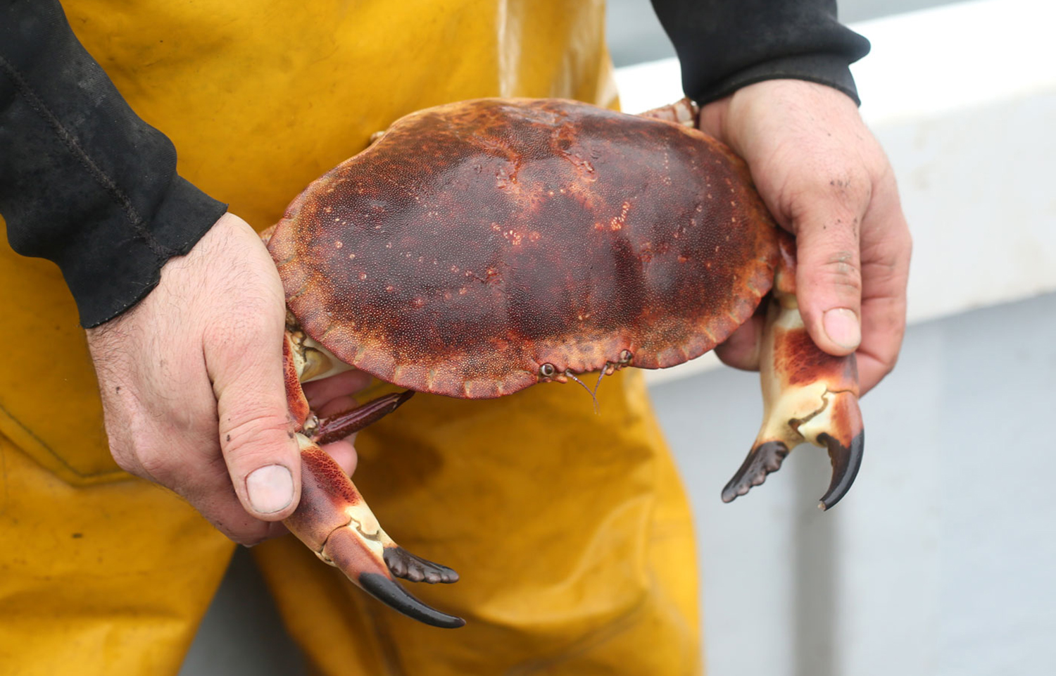 Irish brown crab