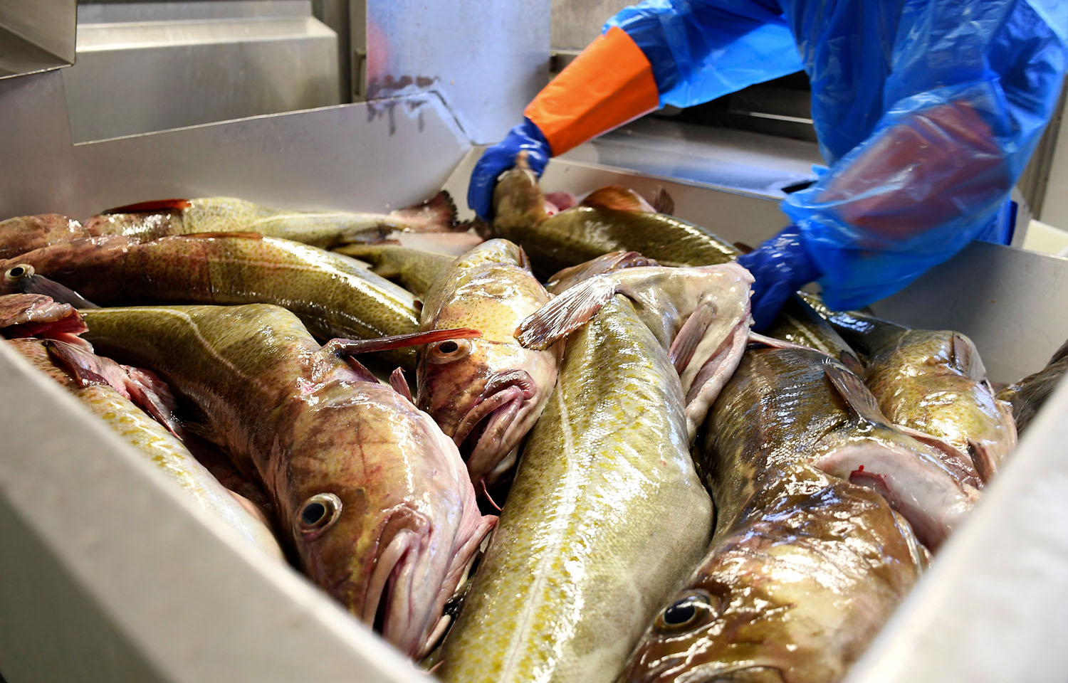 Norwegian Fisheries Council predicts dark clouds on the horizon for country’s seafood exports