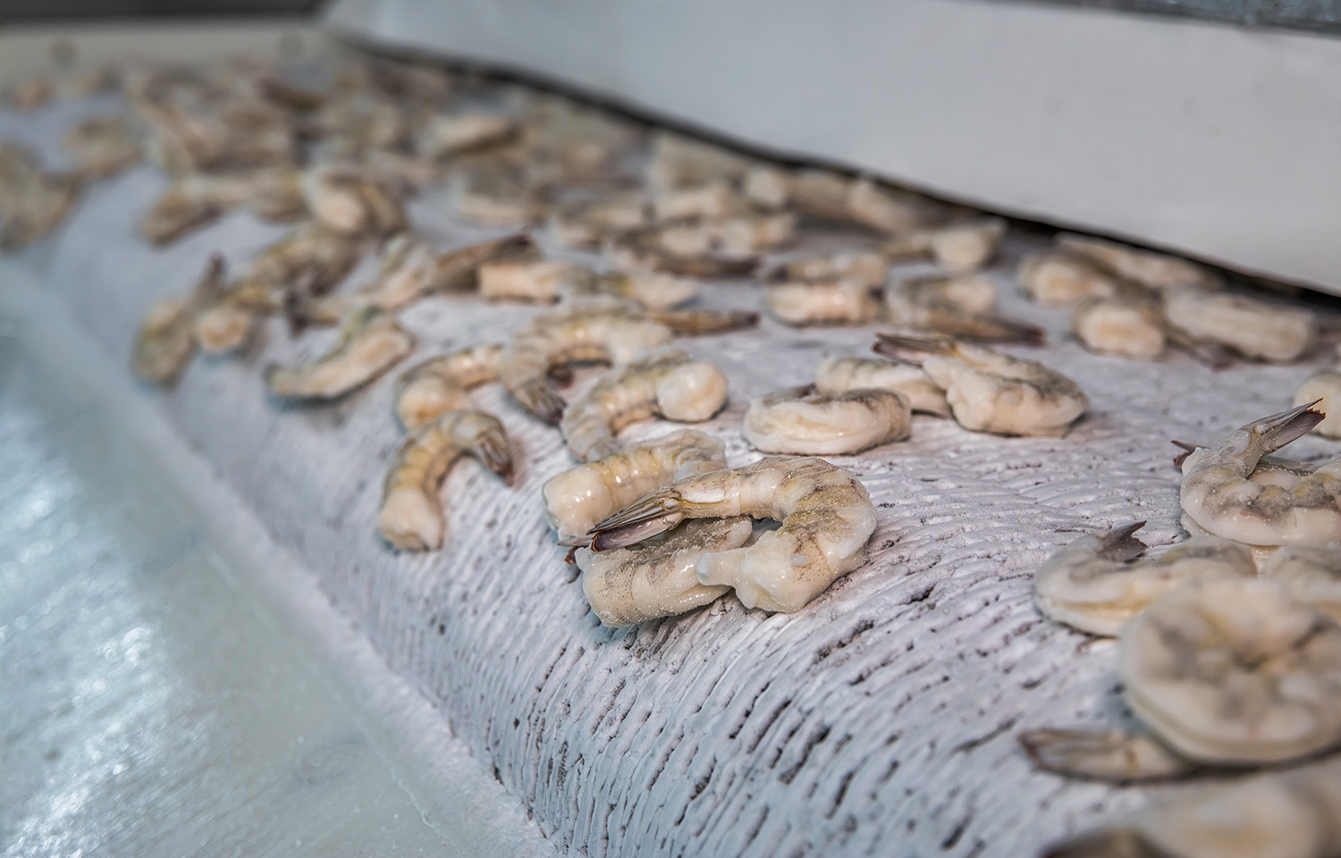 A shrimp-processing line in Vietnam