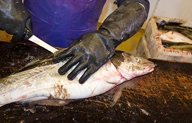 Barents Sea cod quota drops by 20 percent for third straight year ...