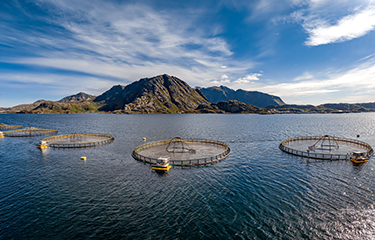 A salmon farm in Norway.
