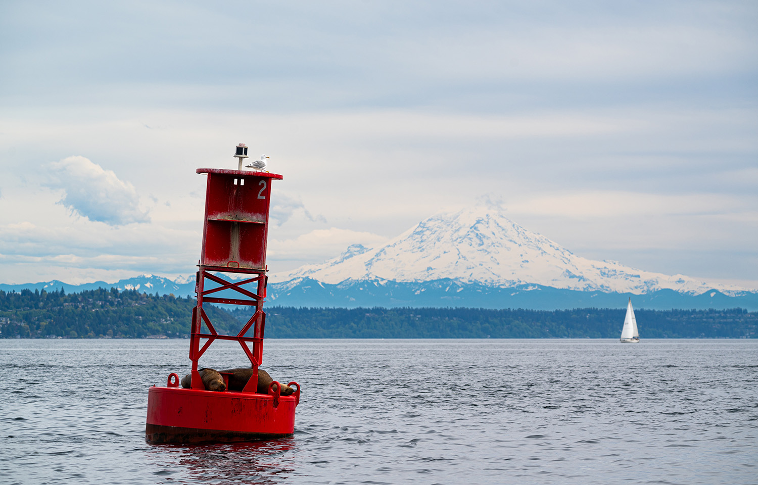 A buoy on Washington's Puget Sound