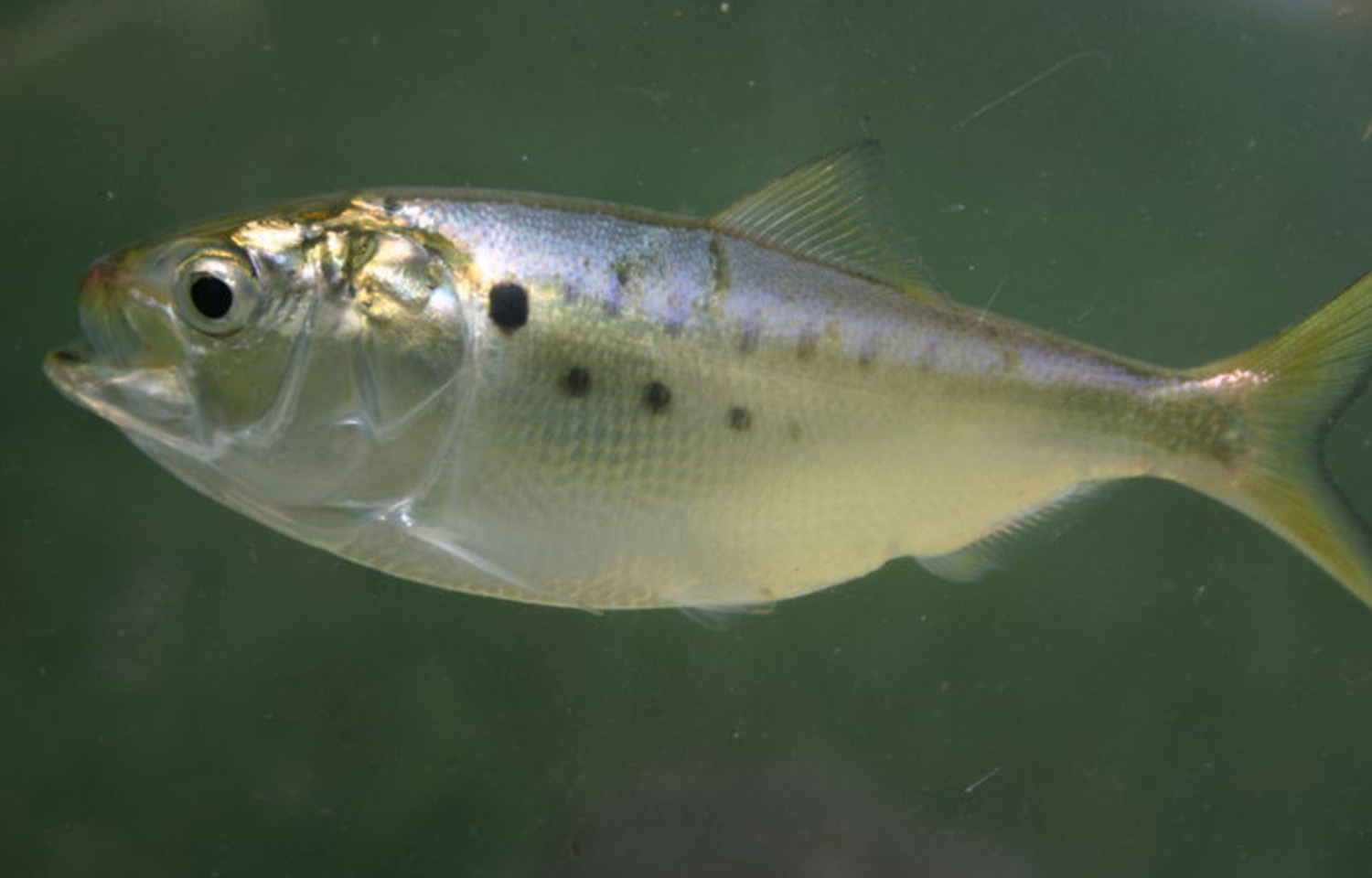 An Atlantic menhaden