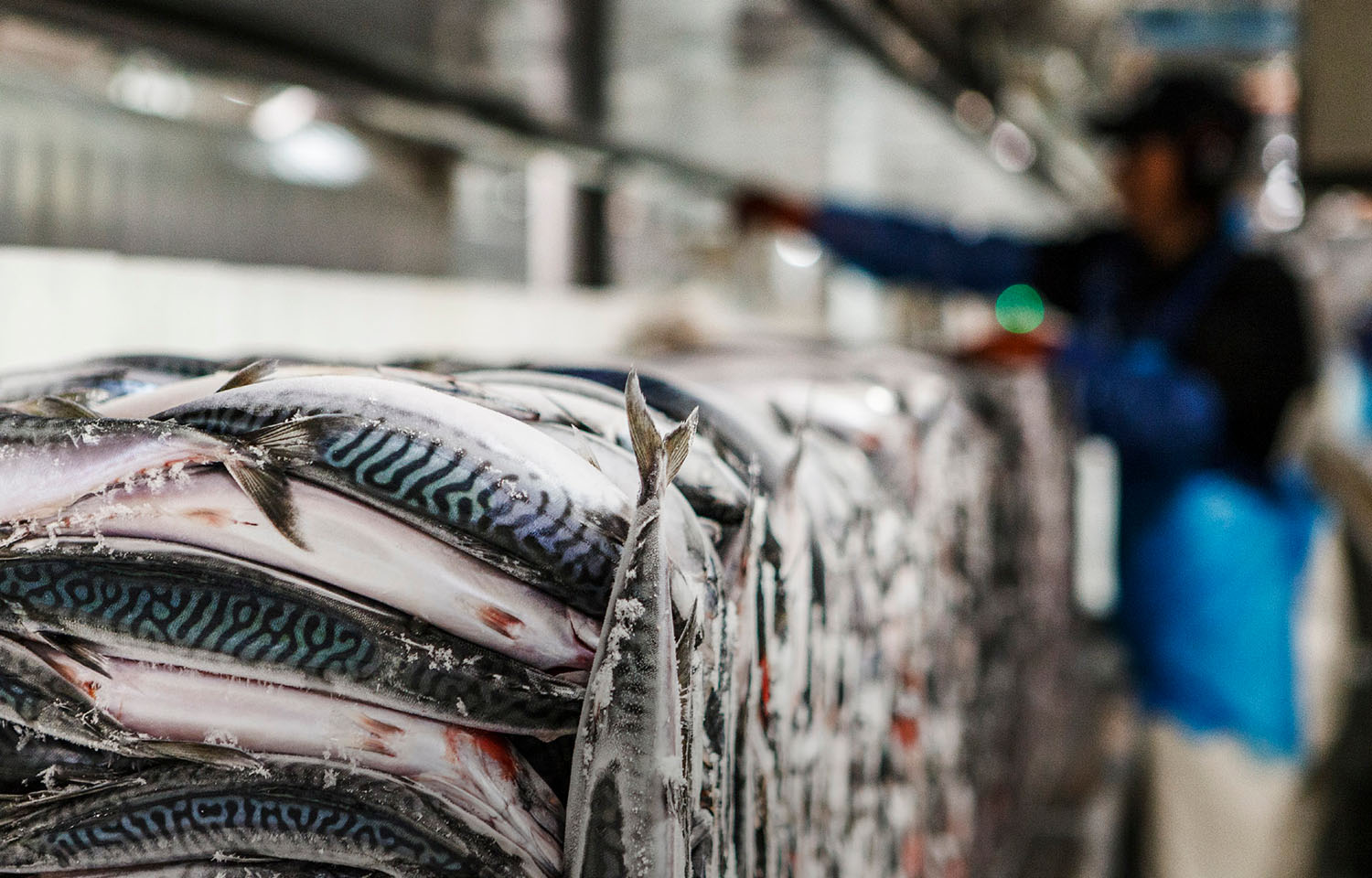 A block of frozen mackerel from Polar Seafood
