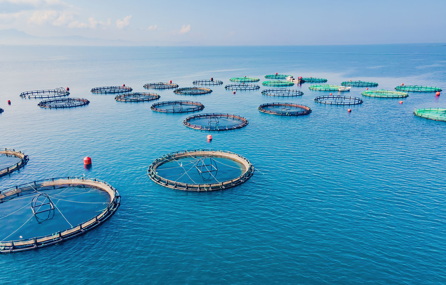 offshore finfish nets