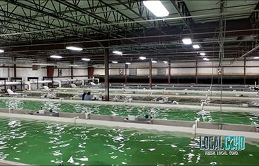 The indoor portion of LocalCoho's salmon recirculating aquaculture system in New York.