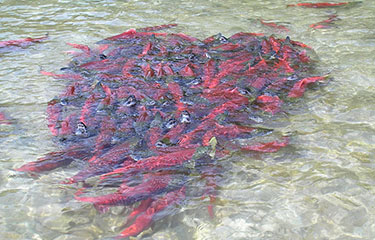 A cluster of Bristol Bay sockeye salmon.