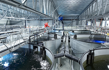 The interior of a recirculating aquaculture system facility