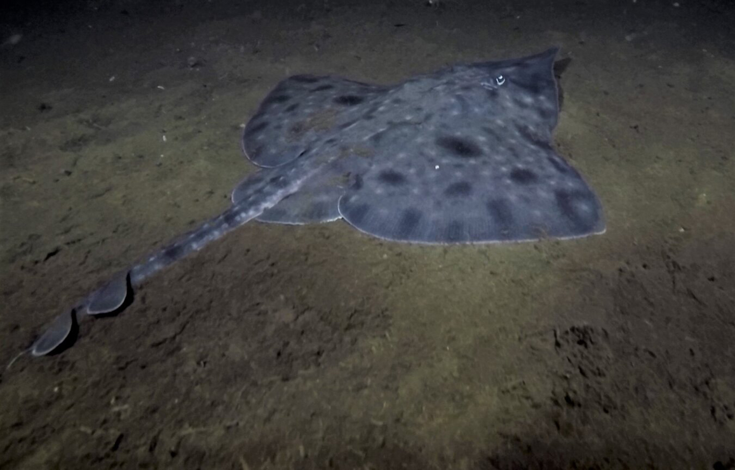 A wild Maugean skate