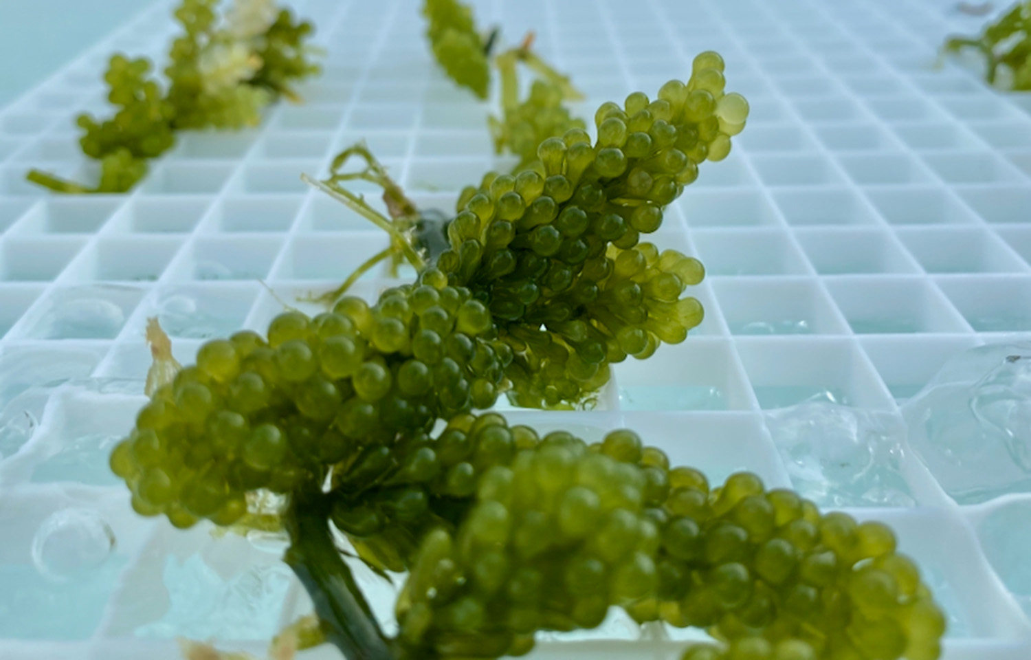 Photo of Caulerpa racemosa macroalgae