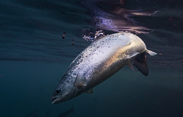 With first harvest imminent, Andfjord Salmon secures financing to grow ...