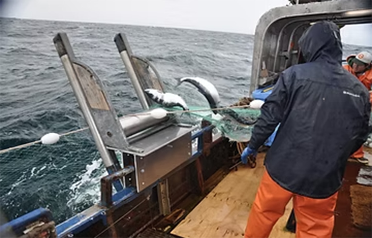 Port Moller Test Fishery celebrates scientific achievements in its 60th year examining Bristol Bay