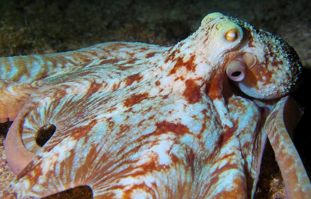Mexico bill would ban octopus farming