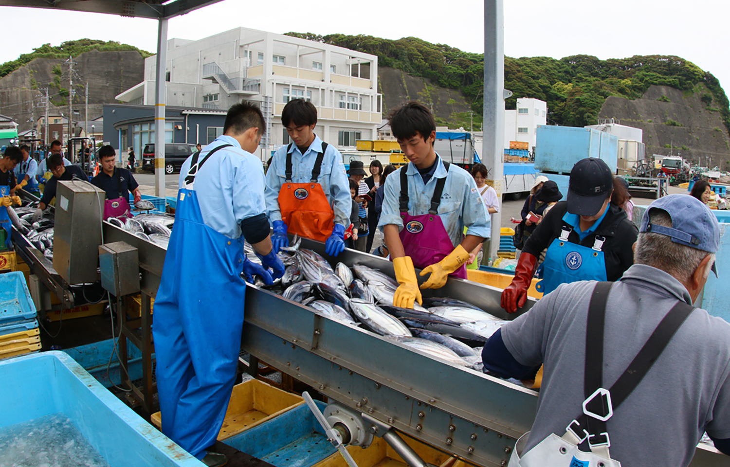 Japanese workers sorting skipjack tuna near the city of Chiba