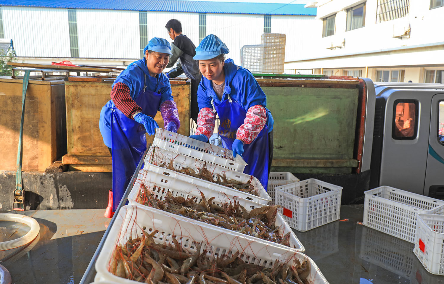 Workers handling prawns in China