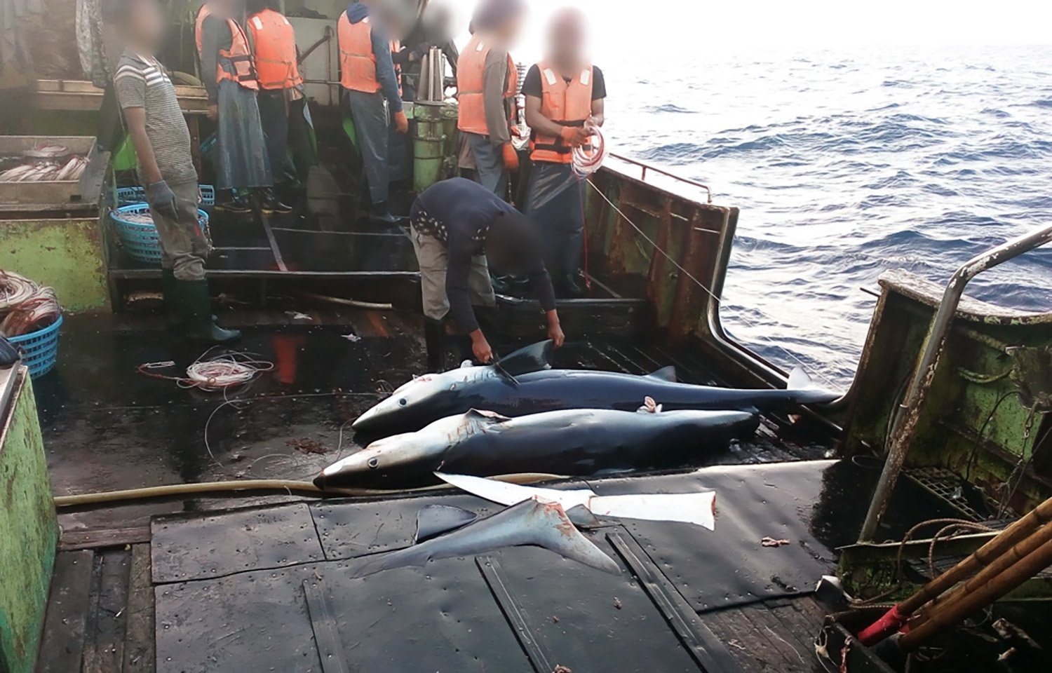 Illegal shark finning aboard a vessel