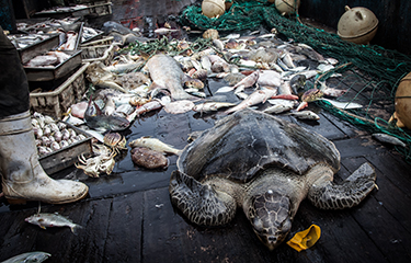 Turtle caught as bycatch.