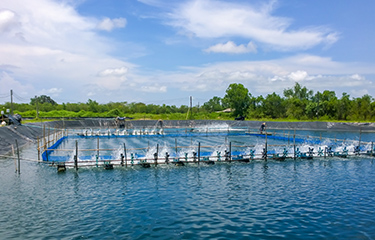 A shrimp farm in Vietnam.