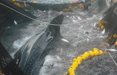 A whale shark inside a fishing net.