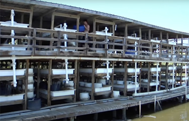 A hard clam farm in Cedar Key, Florida.