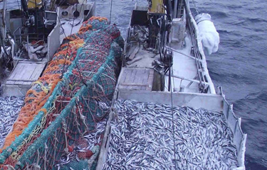 A fisherman in a country fishing boat full of fish at huge fishing