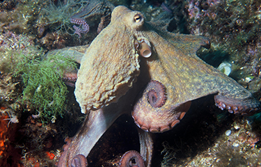 South Africa imposes moratorium on octopus fishing