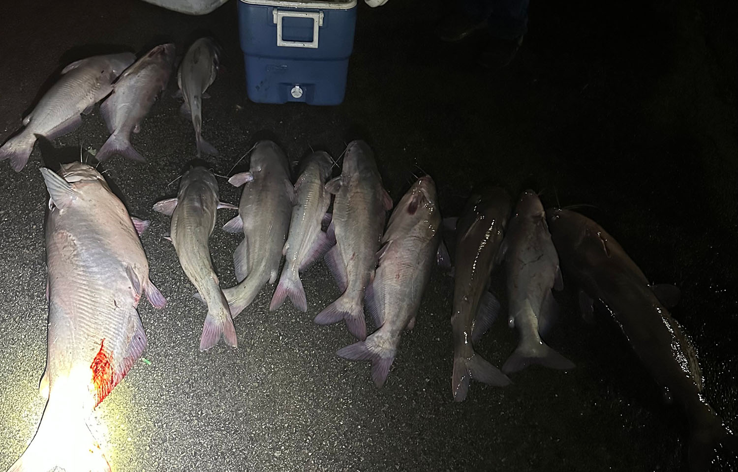 A pile of dead catfish by a cooler, illuminated by a flashlight.