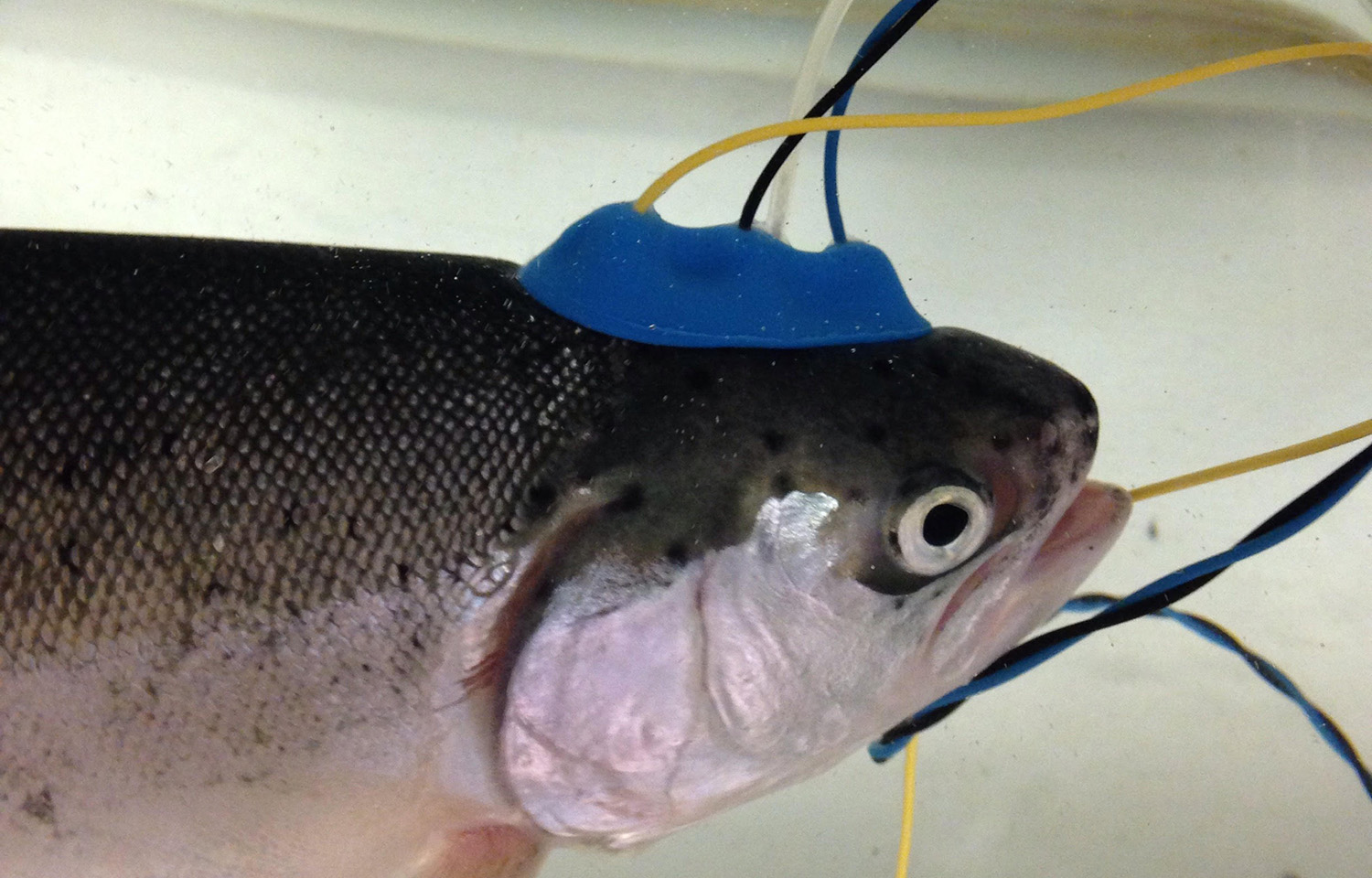 TCRS receives USD 1.1 million grant for research on humane fish slaughter