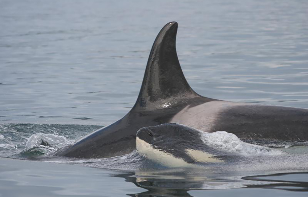 A dorsal fin of an orca