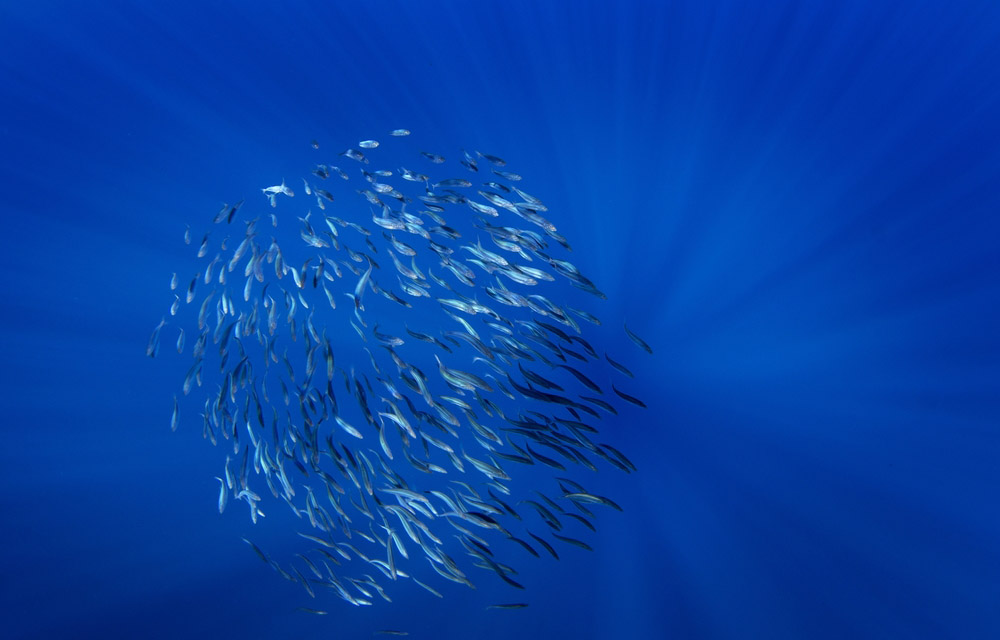 sardine