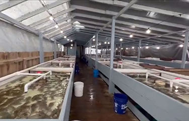 A Blue Star Foods operated crab recirculating aquaculture system facility